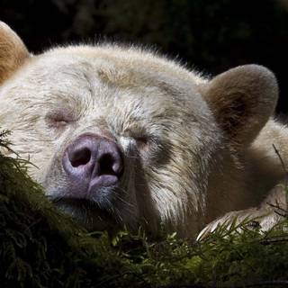 Sleeping bear wallpaper