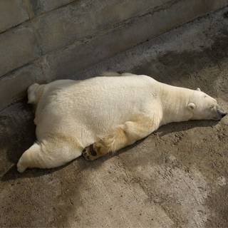 Sleeping bear wallpaper