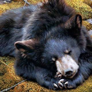 Sleeping bear wallpaper