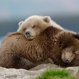 Sleeping bear wallpaper