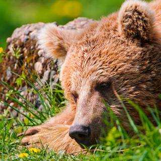 Sleeping bear wallpaper