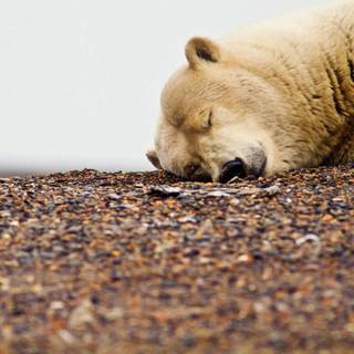 Sleeping bear wallpaper