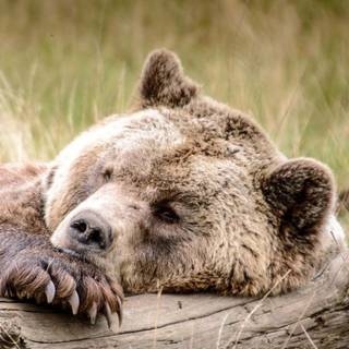 Sleeping bear wallpaper