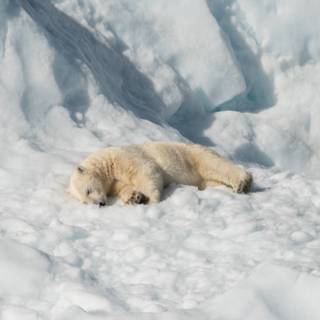 Sleeping bear wallpaper