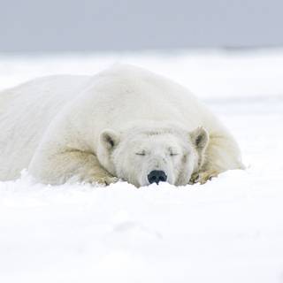 Sleeping bear wallpaper