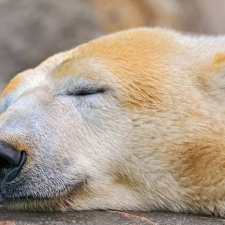 Sleeping bear wallpaper