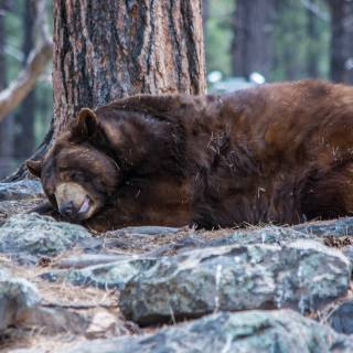 Sleeping bear wallpaper