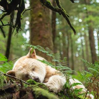 Sleeping bear wallpaper