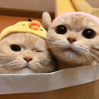 Matching cats wallpaper