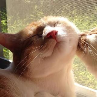 Matching cats wallpaper