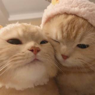 Matching cats wallpaper