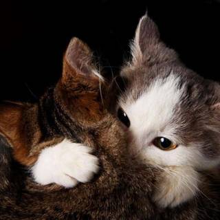 Matching cats wallpaper