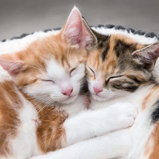 Matching cats wallpaper