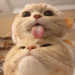 Matching cats wallpaper