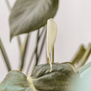 Boho green wallpaper