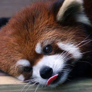 Red panda baby wallpaper