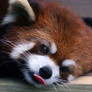 Red panda baby wallpaper