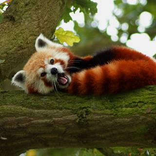 Red panda baby wallpaper