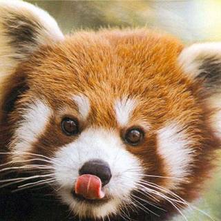 Red panda baby wallpaper