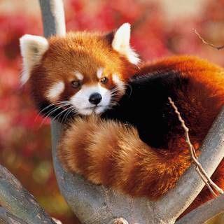 Red panda baby wallpaper