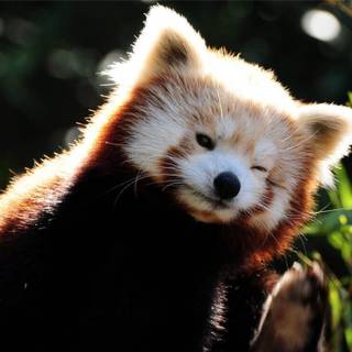 Red panda baby wallpaper