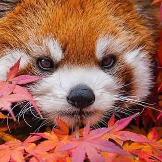 Red panda baby wallpaper