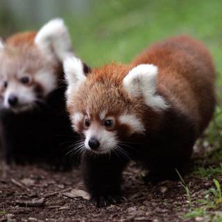 Red panda baby wallpaper