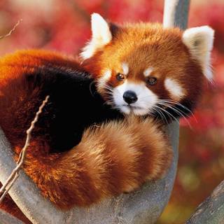 Red panda baby wallpaper