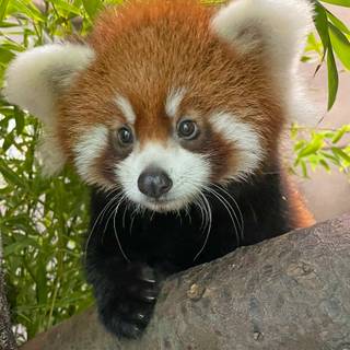 Red panda baby wallpaper