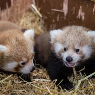 Red panda baby wallpaper