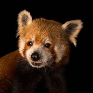 Red panda baby wallpaper