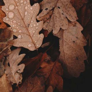 Brown autumn aesthetic wallpaper