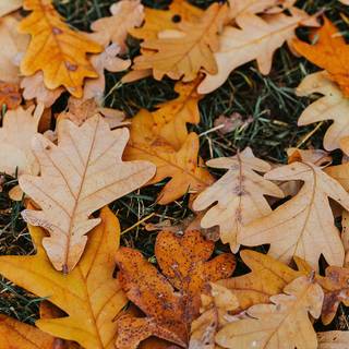 Autumn maple phone wallpaper