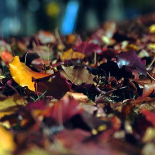 Brown autumn desktop wallpaper