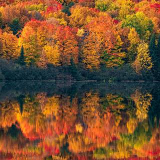 Autumn art phone wallpaper