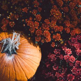 Autumn art phone wallpaper