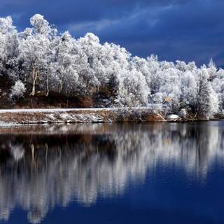 Winter lake forest wallpaper