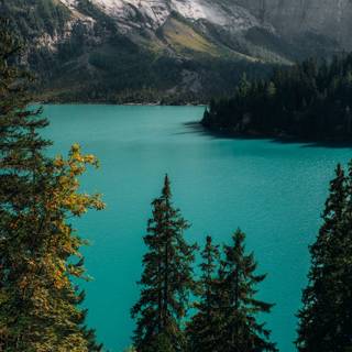 Winter lake forest wallpaper