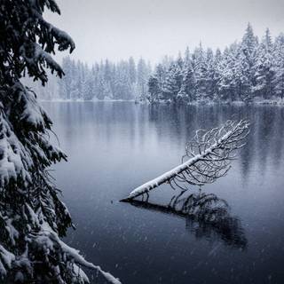 Winter lake forest wallpaper