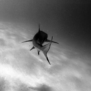 Shark mobile wallpaper