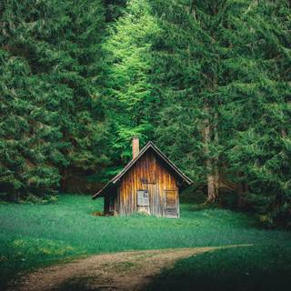 House in the woods wallpaper