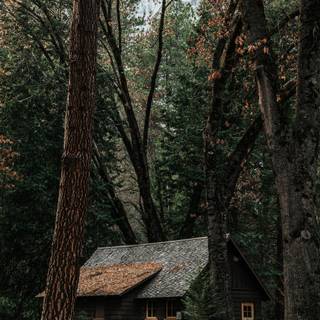 House in the woods wallpaper