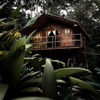 House in the woods wallpaper