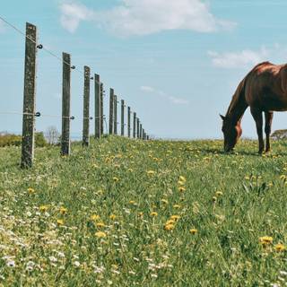 Horse ranch wallpaper