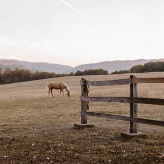 Horse ranch wallpaper