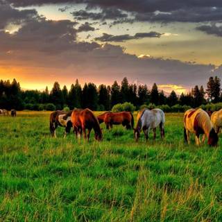 Horse ranch wallpaper