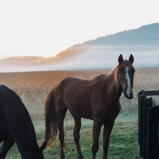 Horse ranch wallpaper