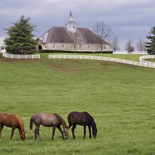 Horse ranch wallpaper