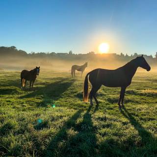 Horse ranch wallpaper