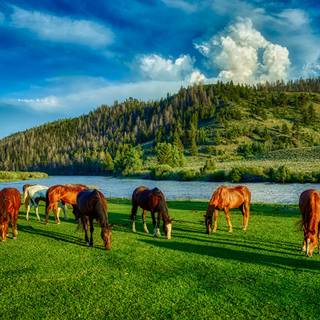 Horse ranch wallpaper